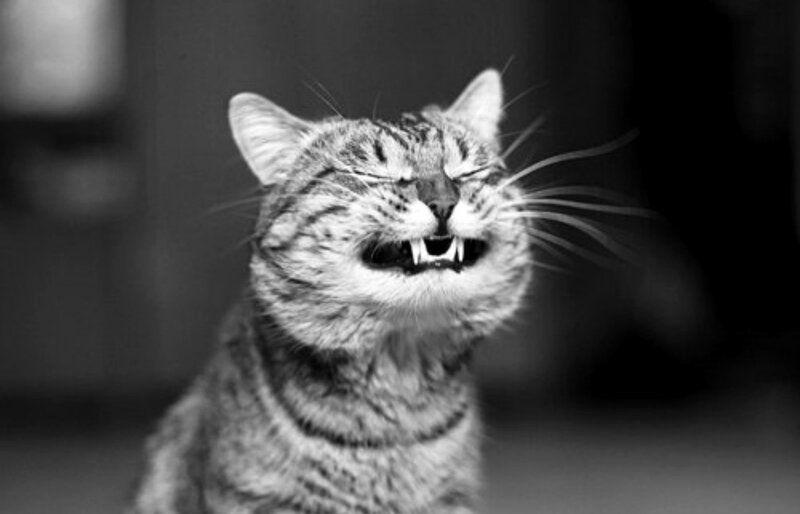 Tabby Cat with Bared Teeth — Black