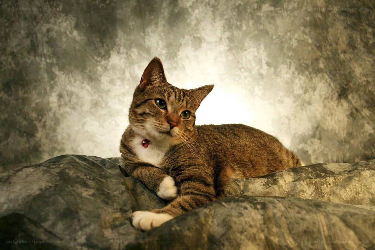 Tabby cat with bell collar