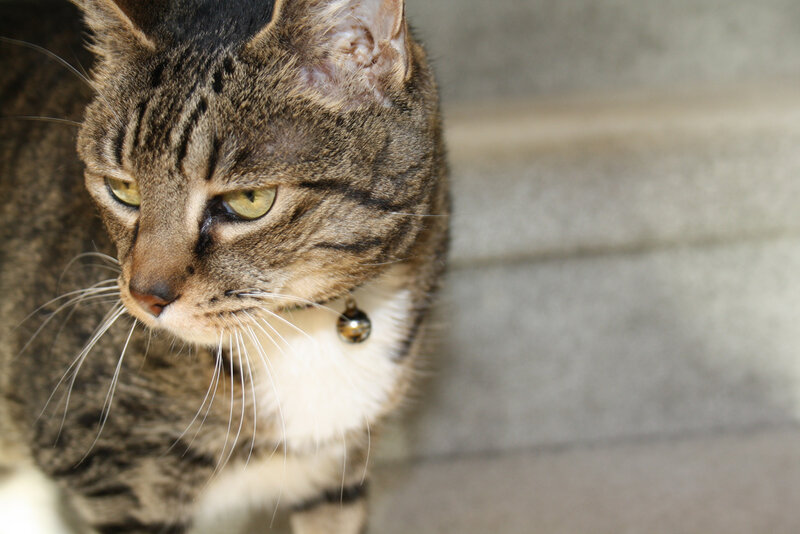 tabby cat with bell collar