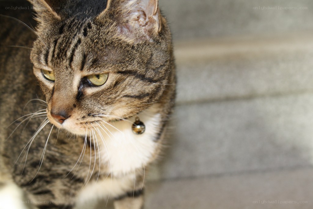 tabby cat with bell collar