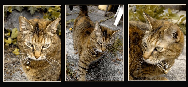 Tabby Cat with Bell