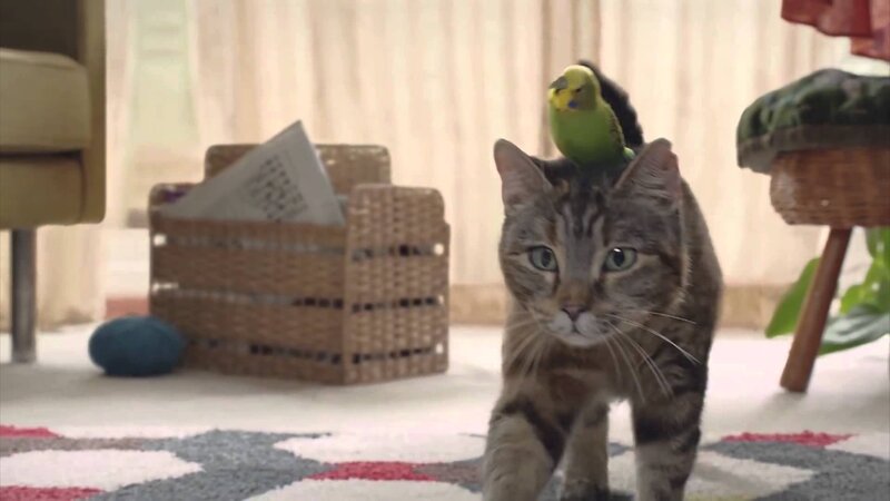 Tabby Cat with Bird