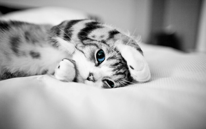 Tabby Cat with Blue Eyes — Black, Calm