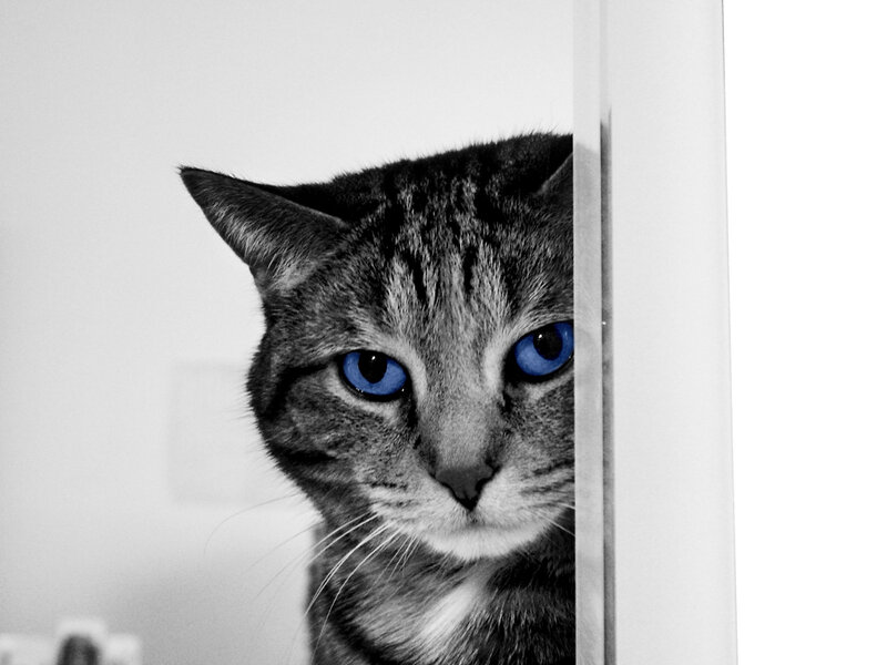 Tabby Cat with Blue Eyes — Black