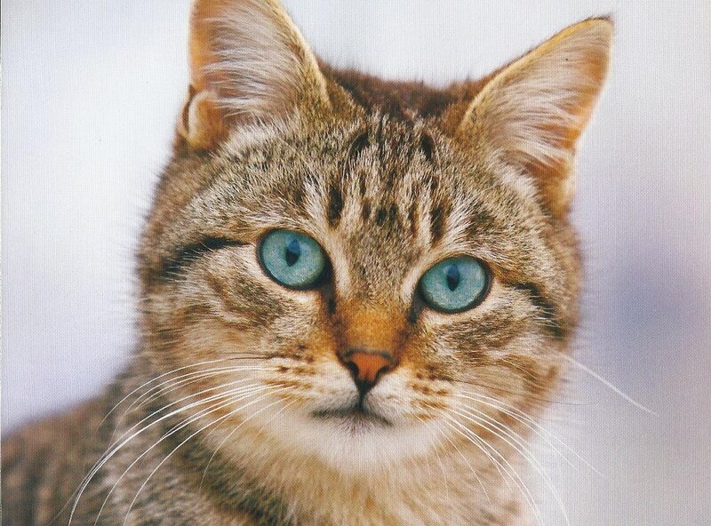 Tabby Cat with Blue Eyes — Brown, Calm, Photograph, Whiskers