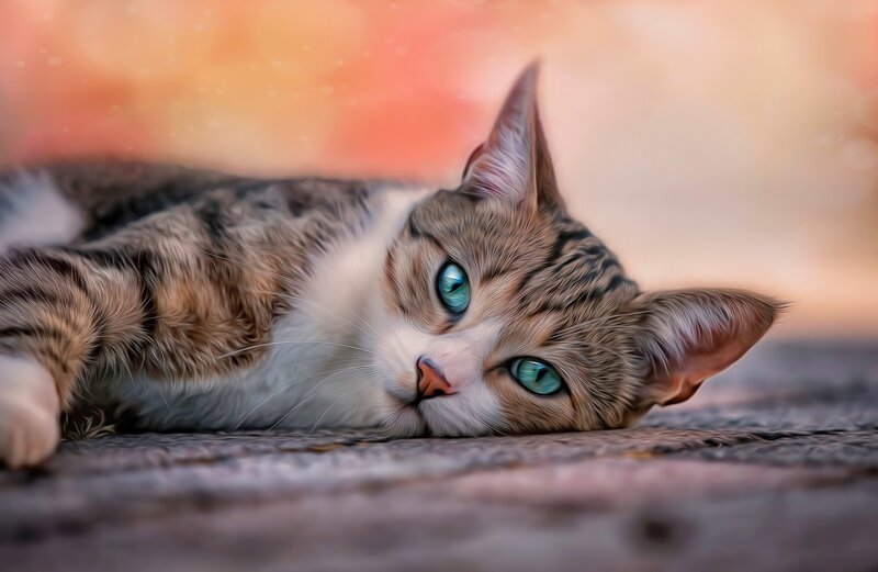 Tabby Cat with Blue Eyes — Brown, Calm, Sunset