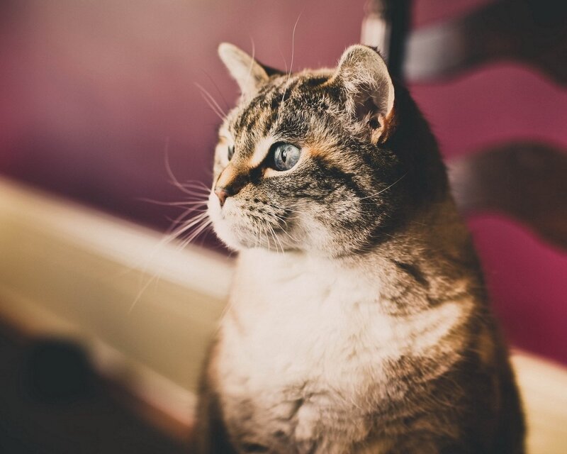 Tabby Cat with Blue Eyes — Brown, Calm
