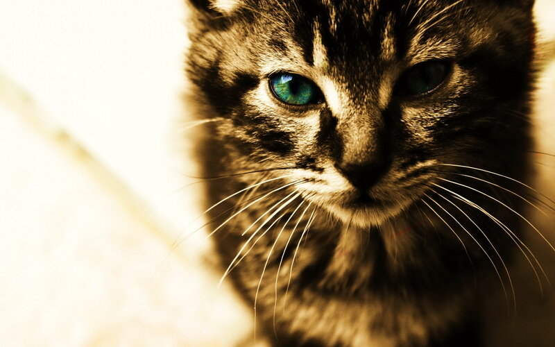 Tabby Cat with Blue Eyes — Brown, Dramatic, Photograph