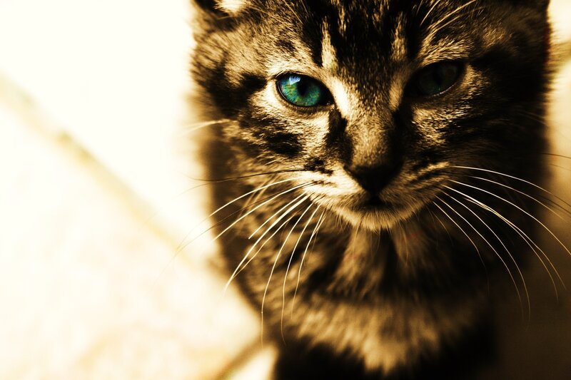 Tabby Cat with Blue Eyes — Brown, Dramatic