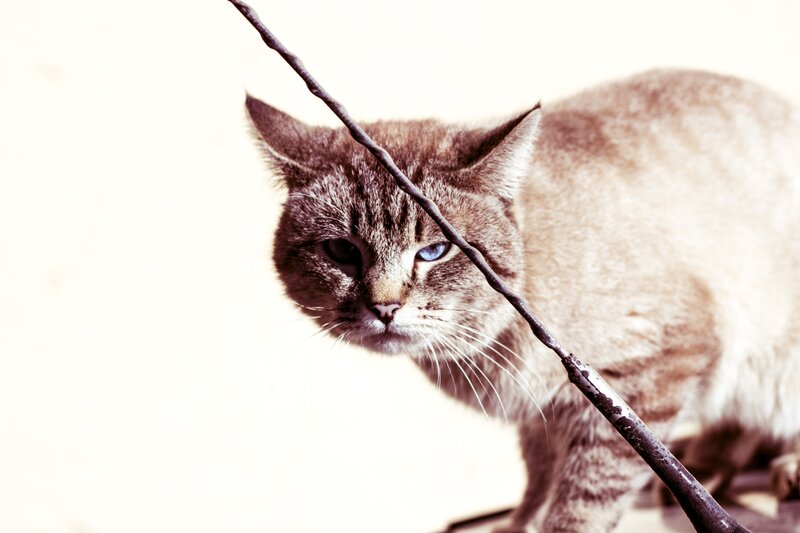 Tabby Cat with Blue Eyes — Brown, Intense, Photograph