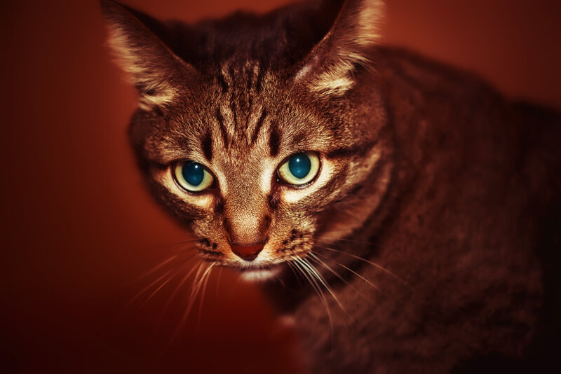 Tabby Cat with Blue Eyes — Brown, Intense