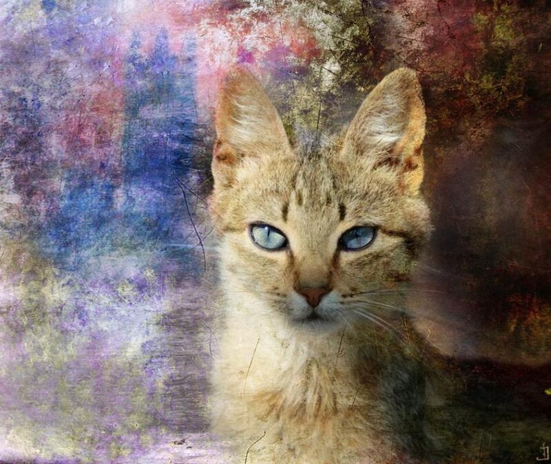 Tabby Cat with Blue Eyes — Brown