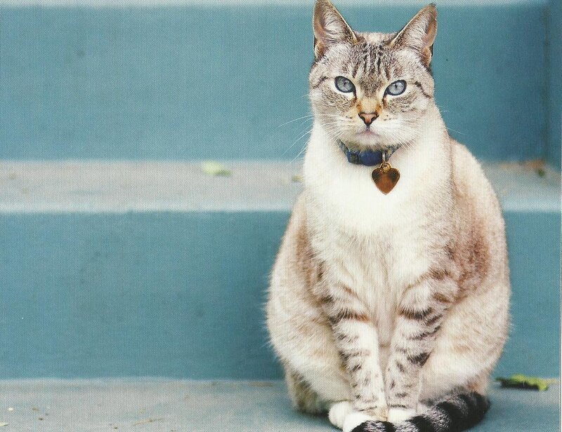 Tabby Cat with Blue Eyes — Calm, Photograph