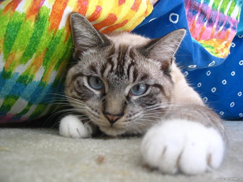 Tabby Cat with Blue Eyes — Calm