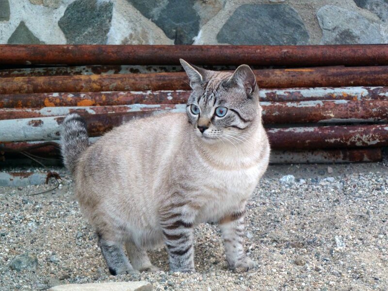 Tabby Cat with Blue Eyes — Gray, Alert