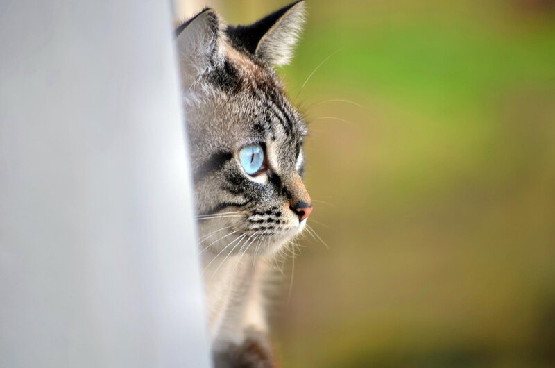 Tabby Cat with Blue Eyes — Gray, Calm, Afternoon