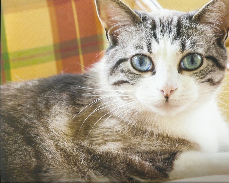 Tabby Cat with Blue Eyes — Gray, Calm, Photograph, Plaid Fabric