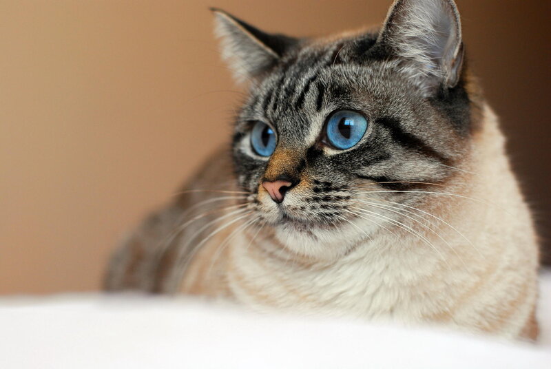 Tabby Cat with Blue Eyes — Gray, Calm, Photograph