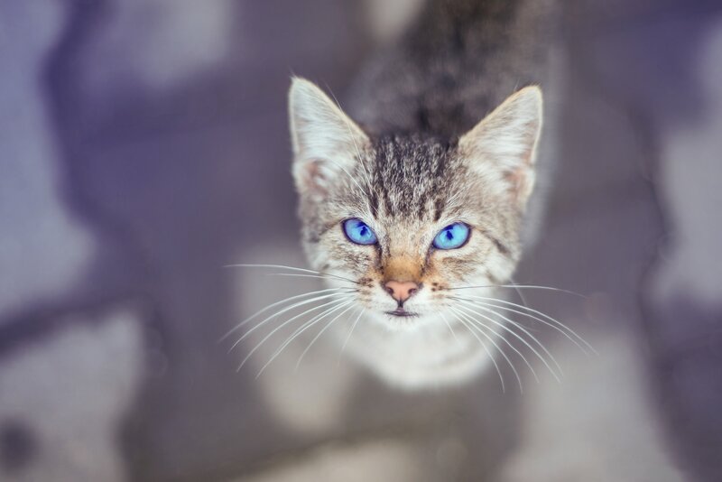 Tabby Cat with Blue Eyes — Gray, Calm, Photograph, Whiskers