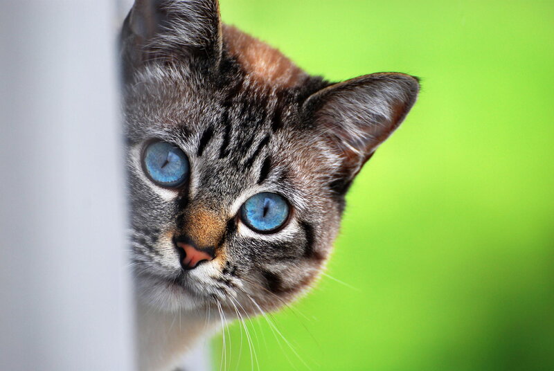 Tabby Cat with Blue Eyes — Gray, Curious, Photograph