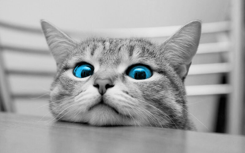 Tabby Cat with Blue Eyes — Gray, Curious