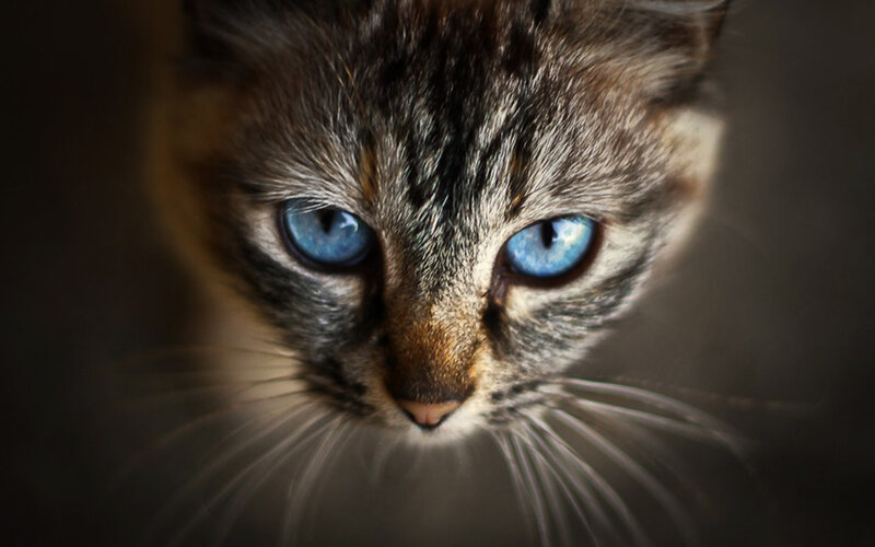 Tabby Cat with Blue Eyes — Gray, Intense