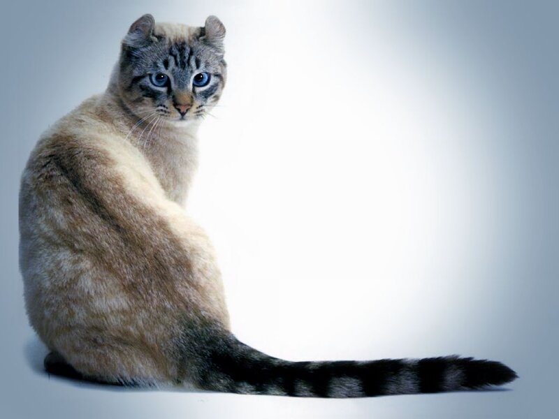 Tabby Cat with Blue Eyes — Gray, Neutral