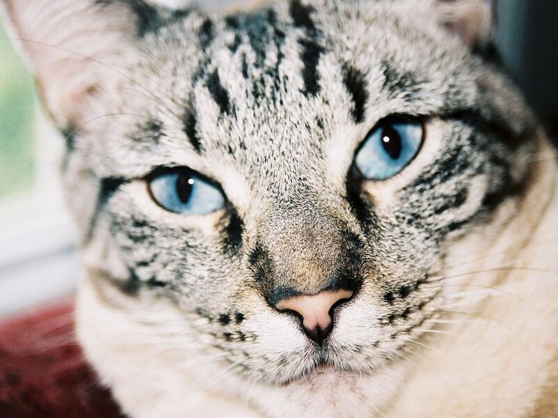 Tabby Cat with Blue Eyes — Gray