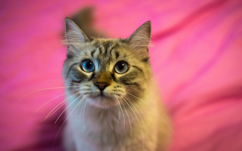 Tabby Cat with Blue Eyes — Pink