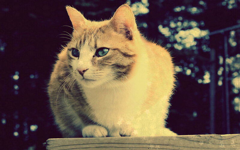 Tabby Cat with Blue Eyes — White, Calm, Night