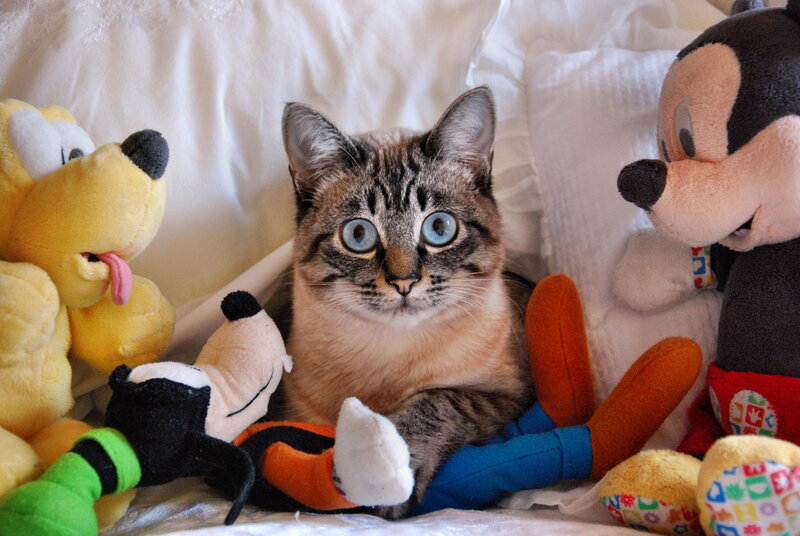 Tabby Cat with Blue Eyes — White, Calm, Photograph