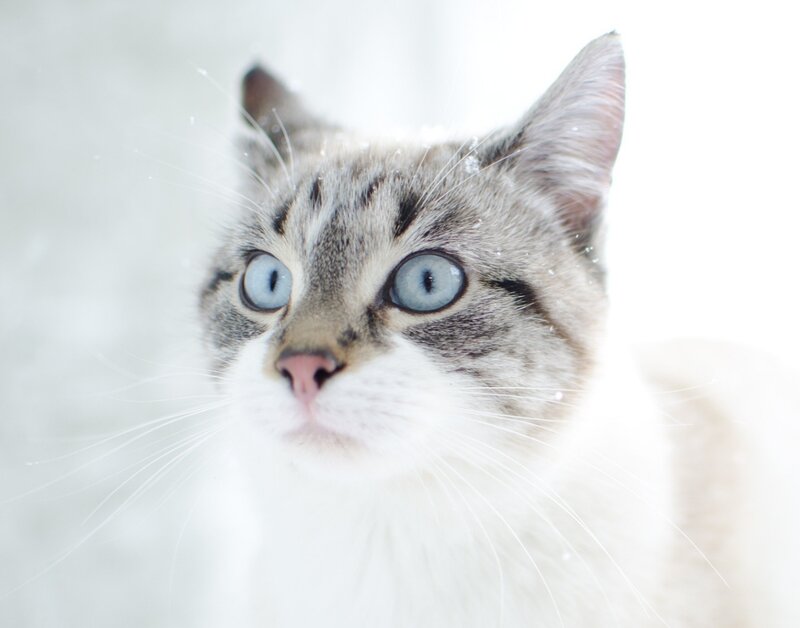 Tabby Cat with Blue Eyes — White, Calm, Winter, Photograph