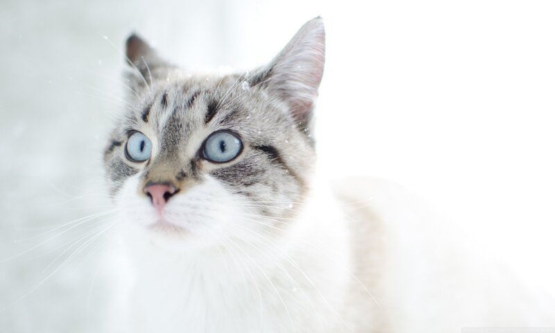 Tabby Cat with Blue Eyes — White, Calm, Winter, Photograph, Whiskers