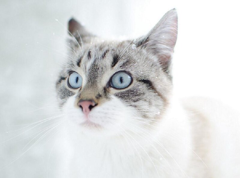 Tabby Cat with Blue Eyes — White, Calm, Winter