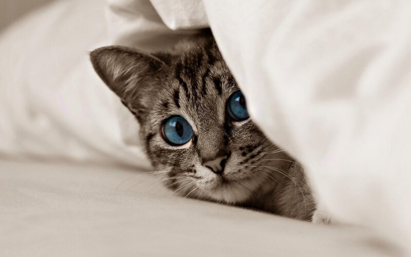 Tabby Cat with Blue Eyes — White, Curious