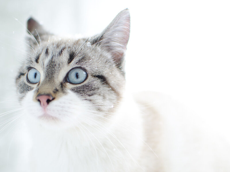 Tabby Cat with Blue Eyes — White