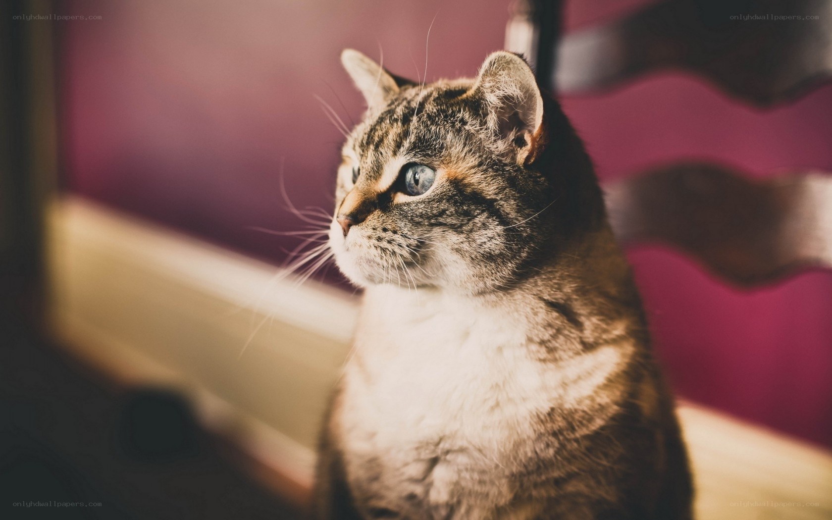 tabby cat with blue eyes