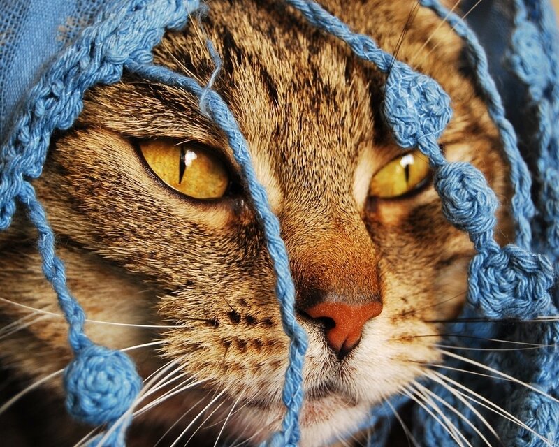 Tabby Cat with Blue Hat