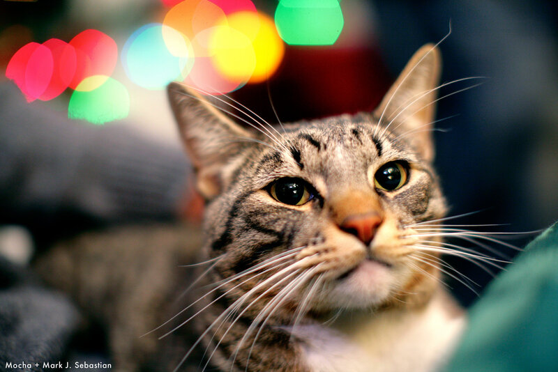 Tabby cat with bokeh lights