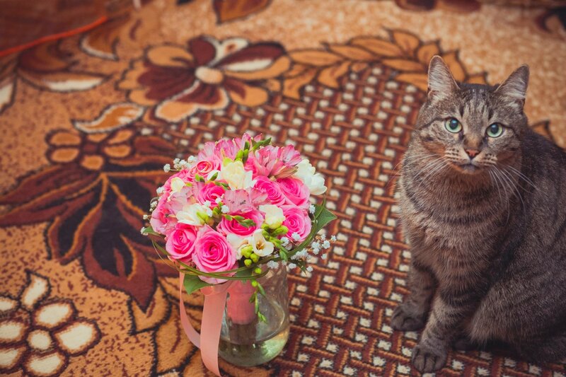 Tabby Cat with Bouquet