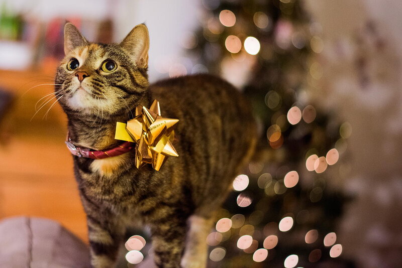 Tabby Cat with Bow