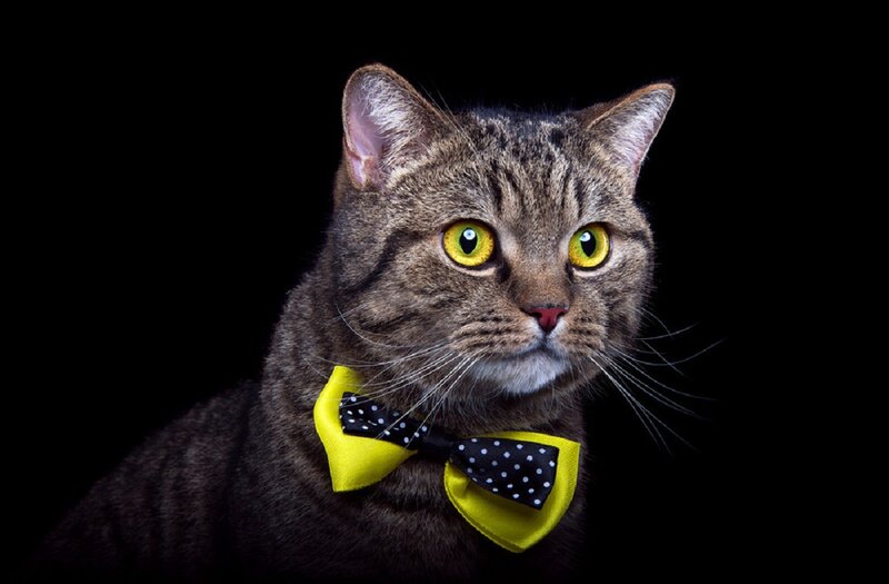 Tabby Cat with Bow Tie