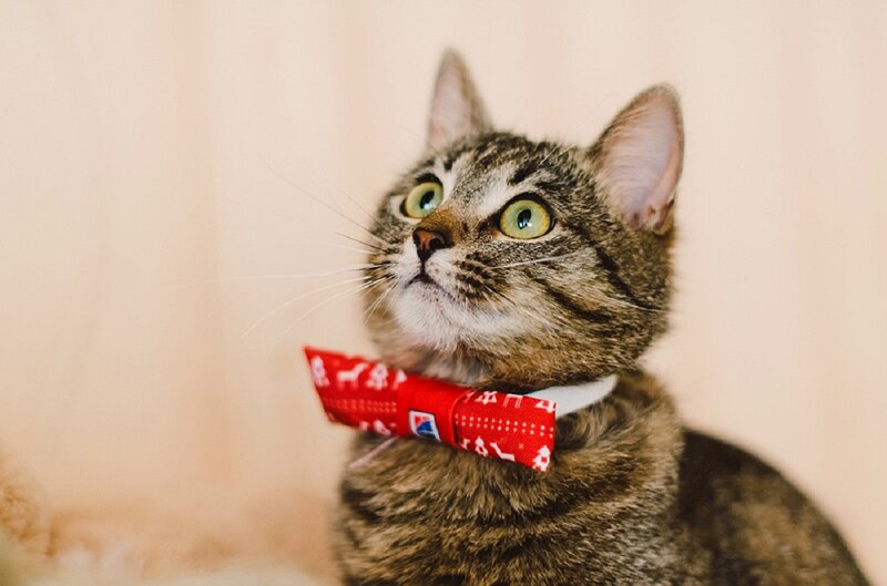 Tabby Cat with Bowtie — Brown