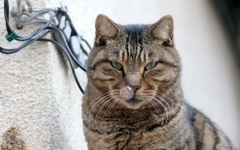 Tabby Cat with Bubble — Brown, Calm, Photograph