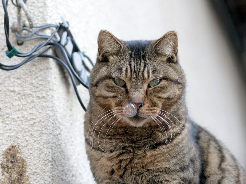 Tabby Cat with Bubble — Brown, Calm