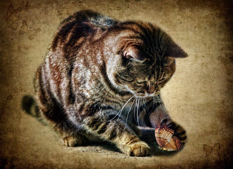 Tabby Cat with Butterfly — Brown