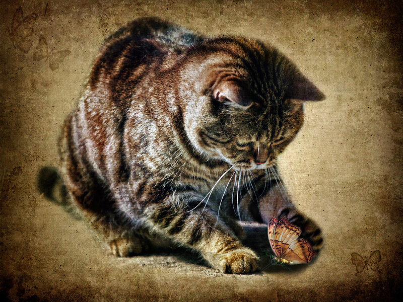 Tabby Cat with Butterfly
