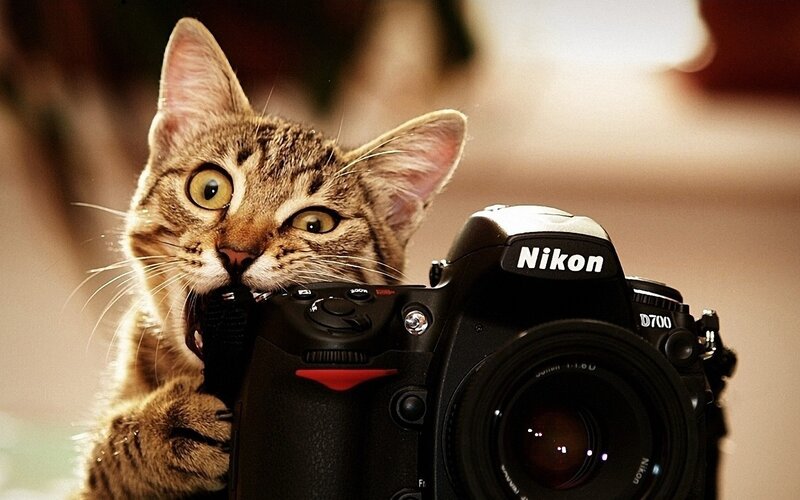 Tabby Cat with Camera — Brown, Curious, Photograph, Black