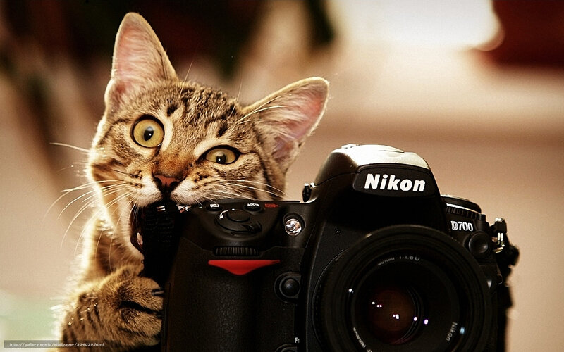 Tabby Cat with Camera — Brown, Curious