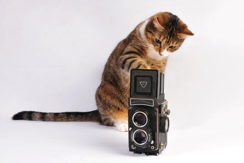 Tabby Cat with Camera — Brown